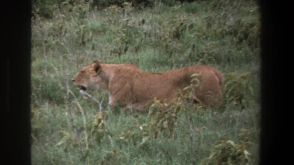 The lioness continues across dense green grass in the supplied 1969 Pretoria safari clip, with vegetation partly obscuring its legs.