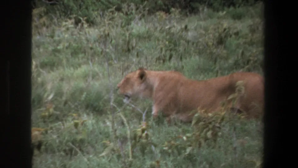 A lioness remains in tall grass near the end of the 1969 Pretoria safari shot, framed by dark vehicle or film borders.