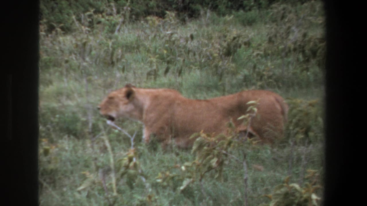 1969 Pretoria home-movie frame showing a lioness moving through tall grass, seen through dark vehicle-window bars.