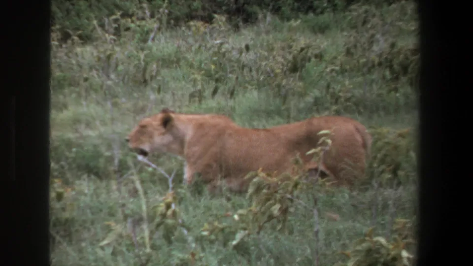 1969 Pretoria home-movie frame showing a lioness moving through tall grass, seen through dark vehicle-window bars.
