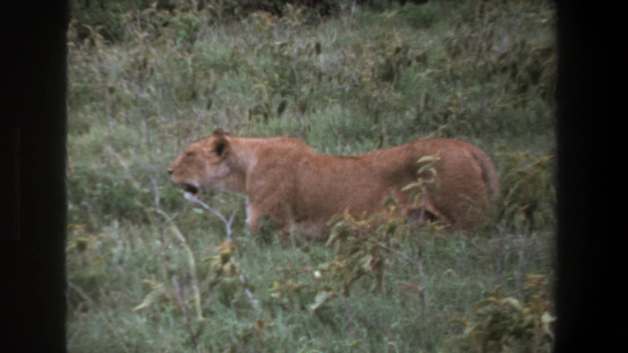Lioness standing in grass with mouth slightly open, framed by dark vertical bars.