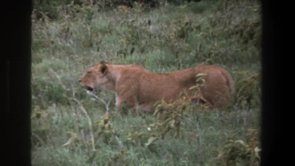 1969 Pretoria 8mm frame of a lioness in tall grass, mouth slightly open, viewed through a dark vehicle-window frame.