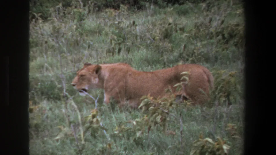 1969 Pretoria home-movie still of a lioness walking left through tall grass, partly hidden by foreground vegetation.