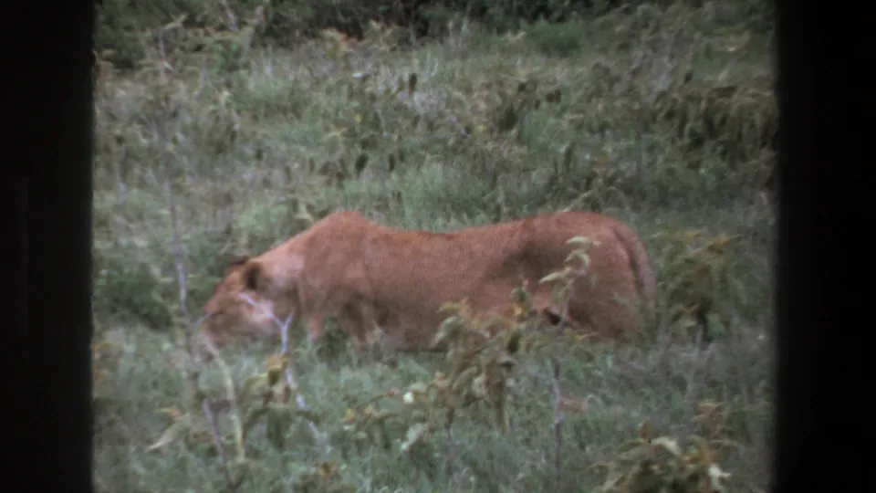 1969 Pretoria 8mm frame showing a lioness lowering her head in tall grass, viewed from a vehicle-framed perspective.