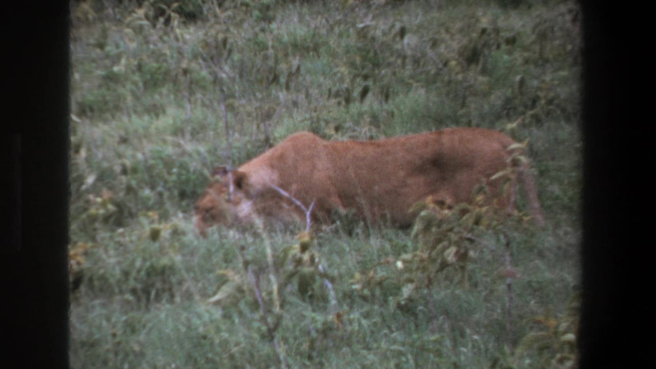 Lioness walking left through tall green grass, framed by dark vertical window edges.
