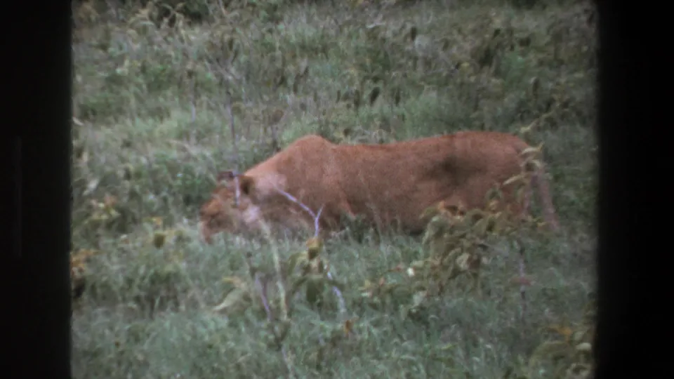 A lioness moves left through green vegetation in 1969 Pretoria safari footage, seen through dark vehicle-window framing.