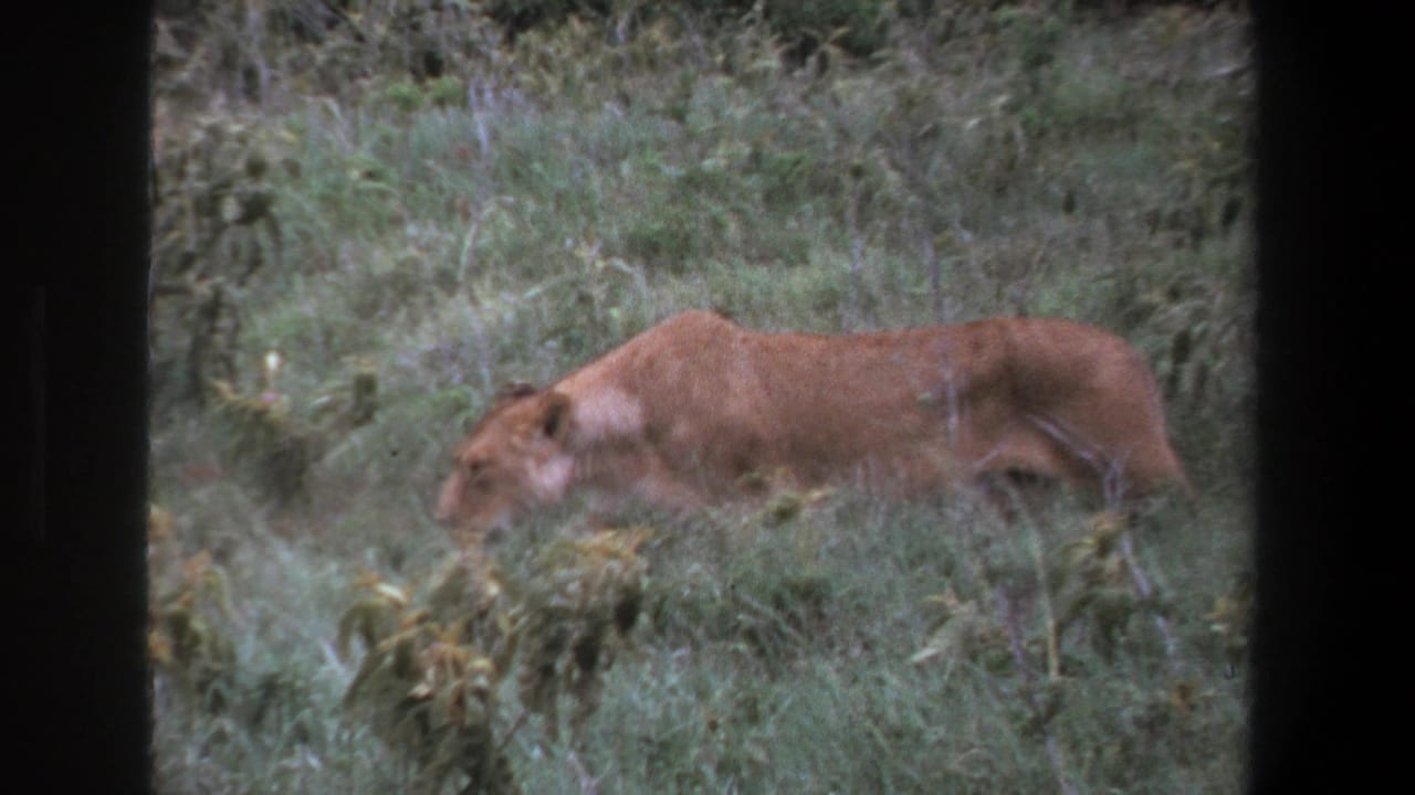 Lioness in profile walking through grass and low plants near a dark frame edge.