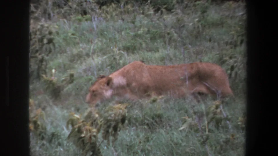 The lioness continues across the grassy South African safari scene, partly framed by a dark vertical edge.