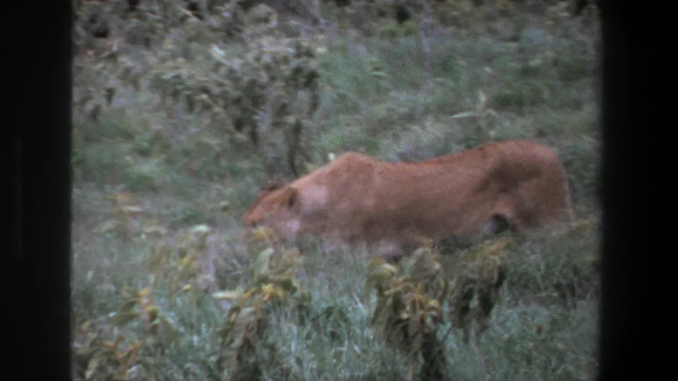 A lioness passes through taller grass in the Pretoria safari footage, with soft 8mm blur and faded color.
