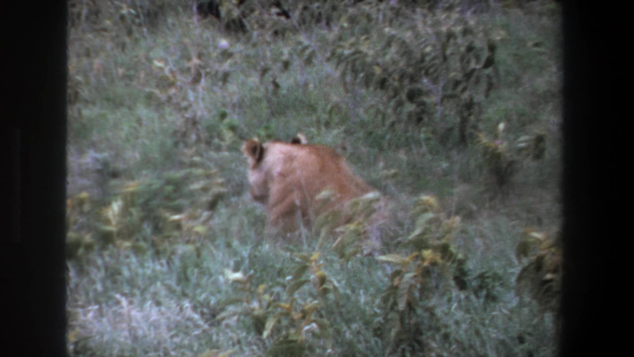 A lioness moves through tall grass in Pretoria, South Africa, in 1969 home-movie footage, seen through soft 8mm color grain.