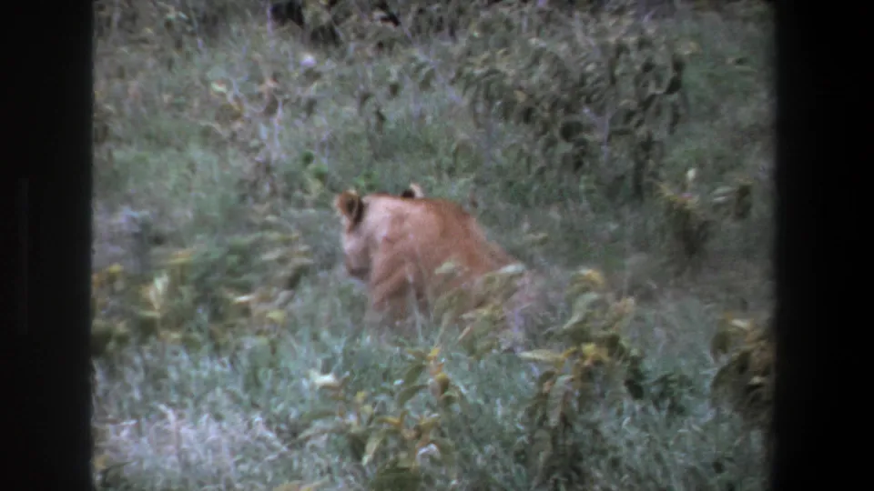 A lioness moves through tall grass in Pretoria, South Africa, in 1969 home-movie footage, seen through soft 8mm color grain.