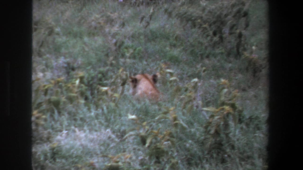 Lioness head and back visible among tall grass.