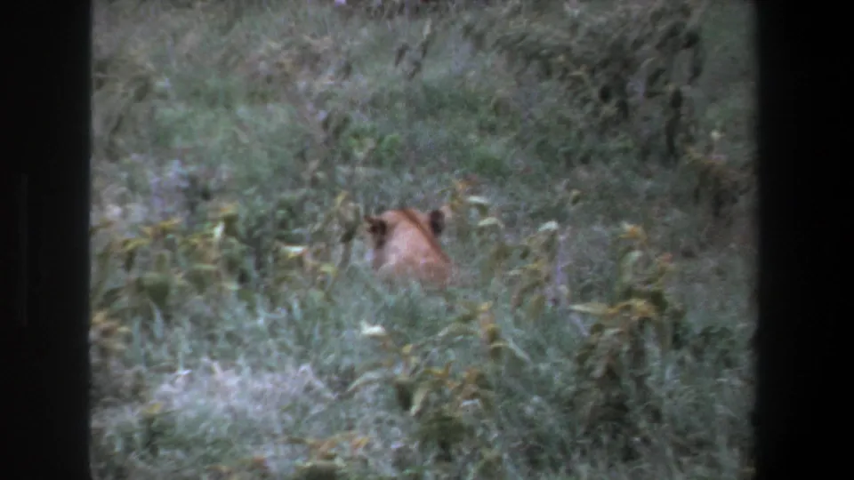 The lioness remains partly obscured by grass and brush in the 1969 Pretoria wildlife home-movie frame.