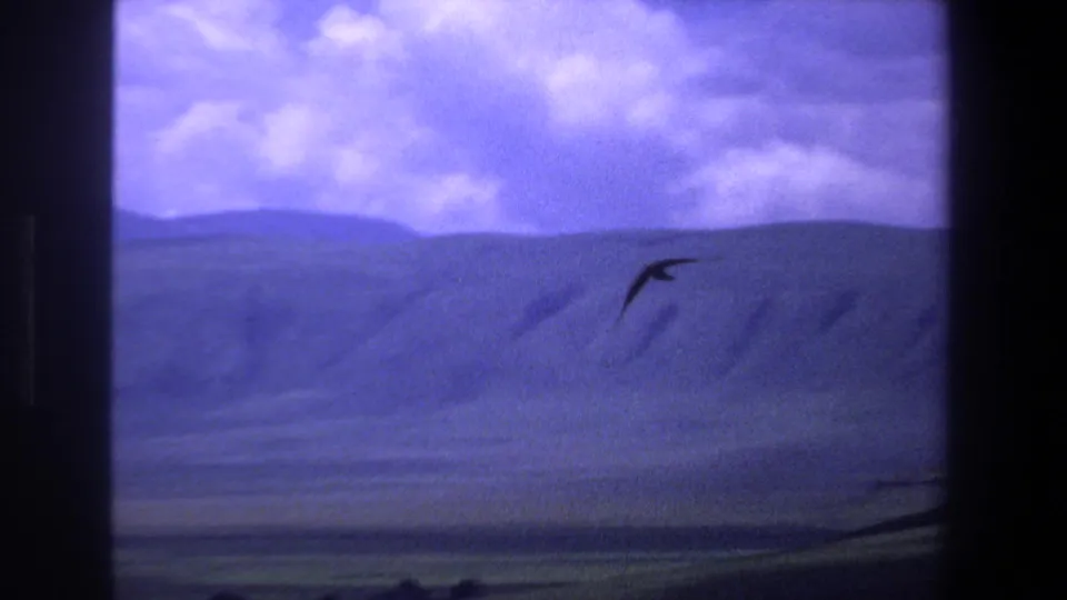 A dark bird glides over distant hills and open terrain in faded 1969 Pretoria 8mm footage.