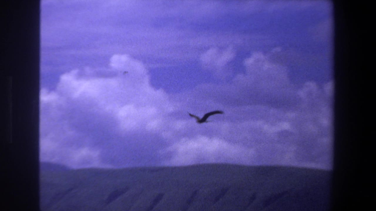 Silhouetted bird flying below heavy clouds with dark film borders.