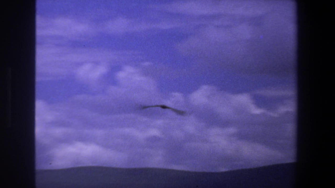 Bird silhouette gliding across layered clouds above a low horizon.