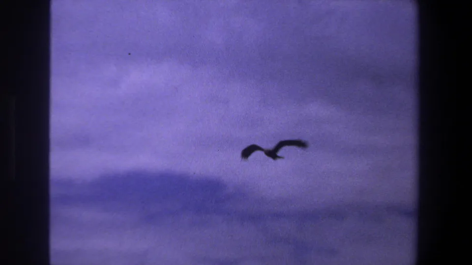 A silhouetted bird with wings partly bent passes through a cloudy blue-purple sky in the 8mm Pretoria footage.