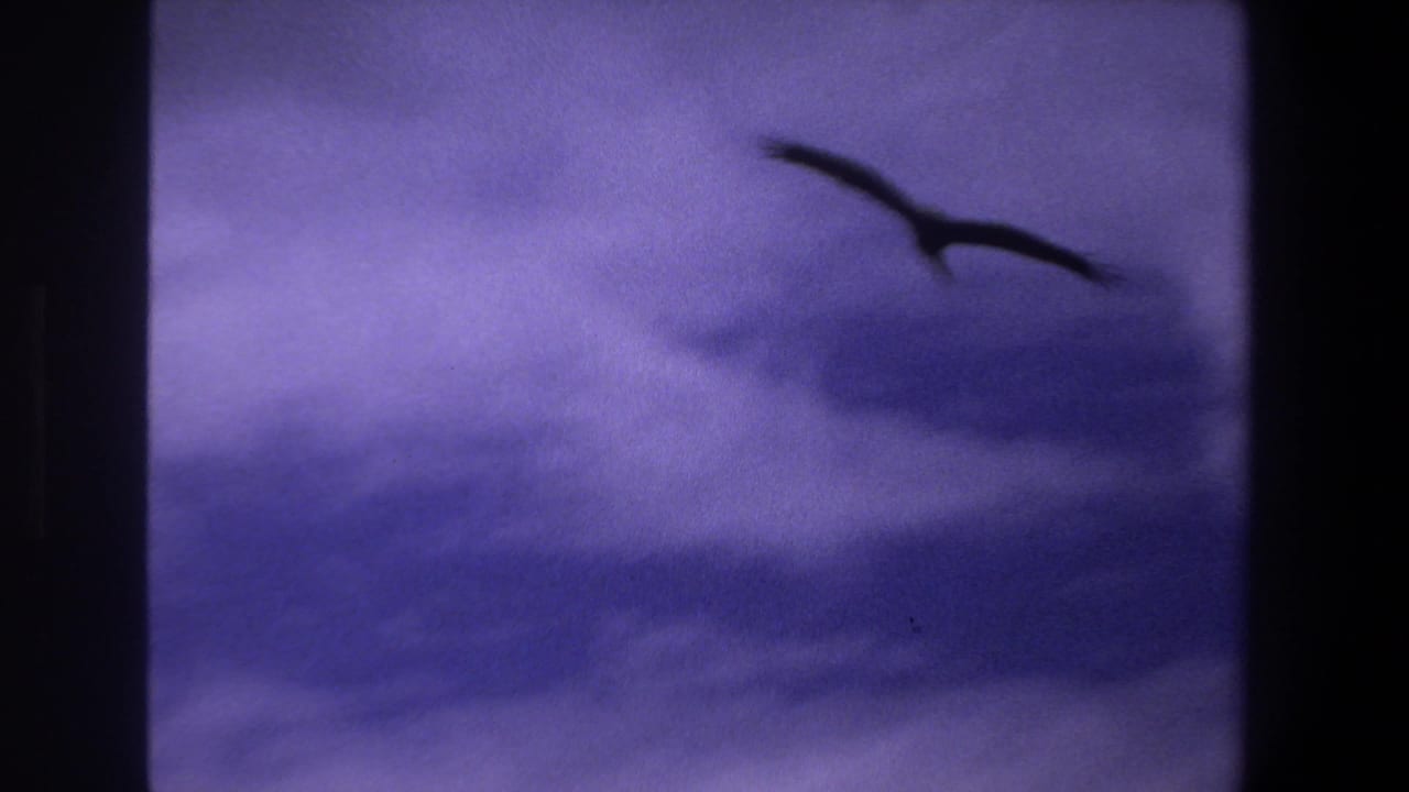 In supplied 1969 Pretoria 8mm footage, a dark bird silhouette glides across a purple-tinted cloudy sky.