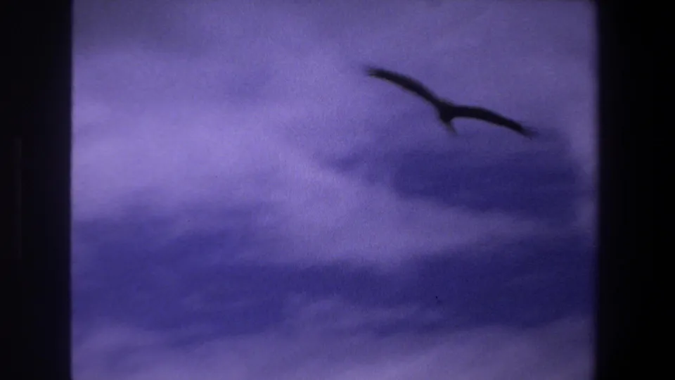 In supplied 1969 Pretoria 8mm footage, a dark bird silhouette glides across a purple-tinted cloudy sky.