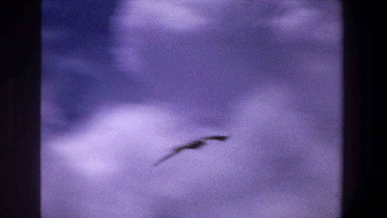 Small dark bird shape banking against pale clouds and purple sky.