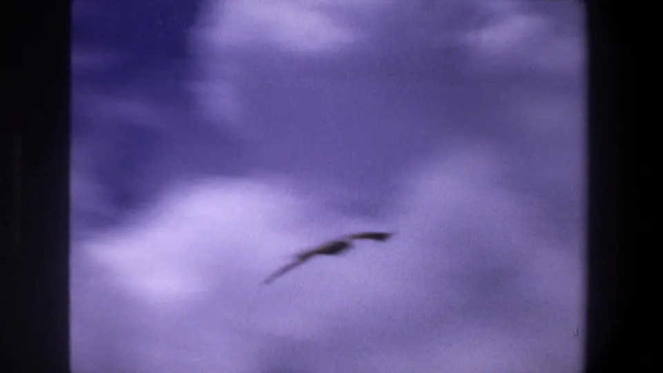 A small dark bird appears to bank in the distance against pale clouds in the supplied Pretoria 1969 home-movie clip.