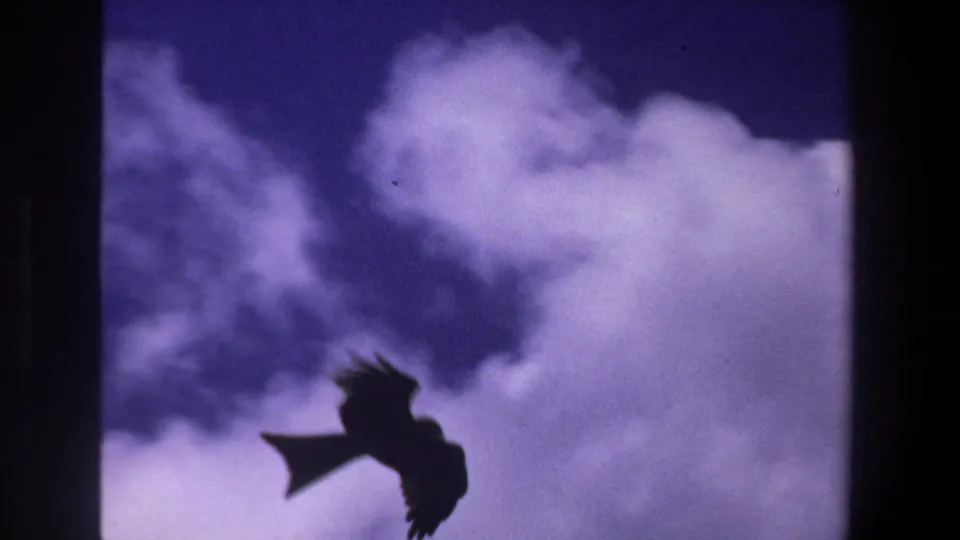 A dark bird silhouette appears near the lower frame against large clouds and purple-blue sky in the supplied 1969 Pretoria footage.