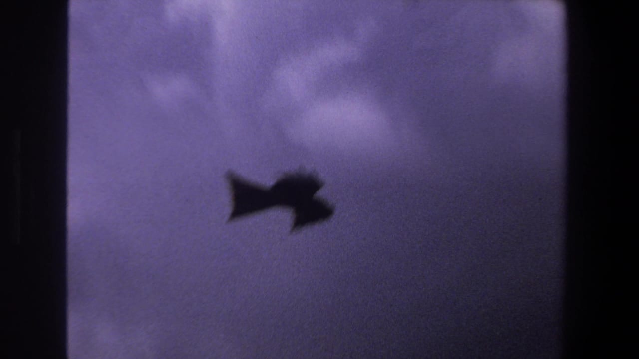 A bird appears as a dark silhouette in a purple-blue sky, from 1969 8mm footage associated with Pretoria, South Africa.