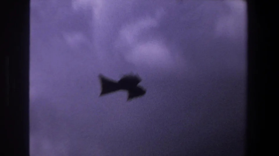 A bird appears as a dark silhouette in a purple-blue sky, from 1969 8mm footage associated with Pretoria, South Africa.