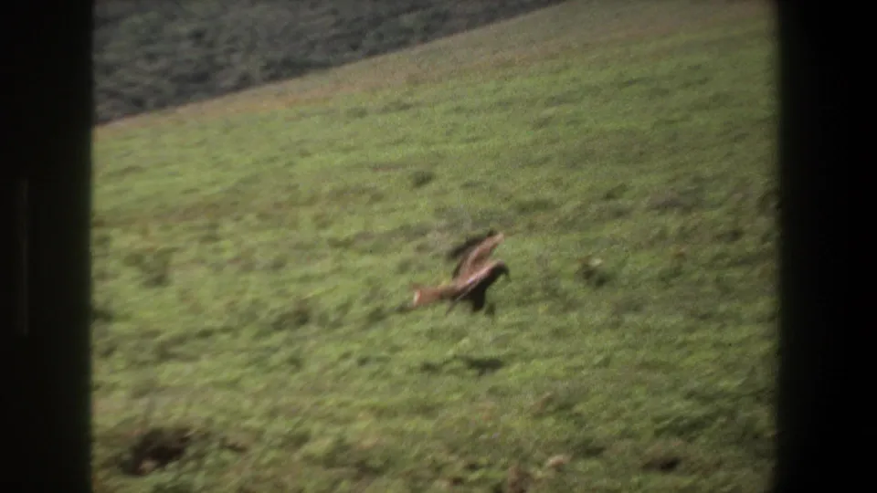 A bird passes low over green grass and sloping terrain in vintage 8mm footage identified as Pretoria, South Africa, 1969.