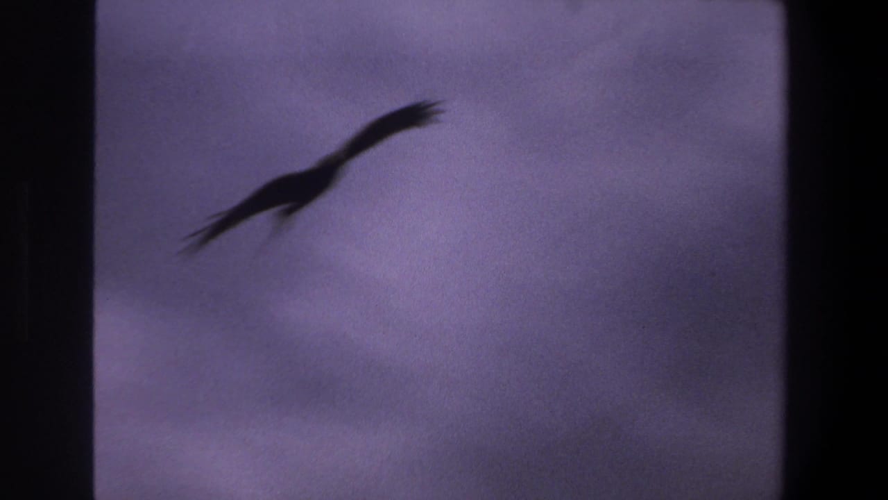 A bird flies through a purple overcast sky in 1969 Pretoria 8mm footage, framed by dark scan borders.