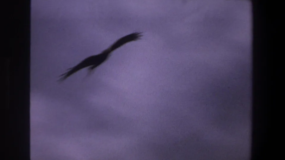 A bird flies through a purple overcast sky in 1969 Pretoria 8mm footage, framed by dark scan borders.