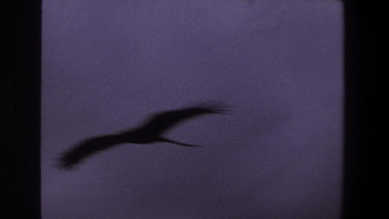 Blurred bird silhouette moving across a dim purple sky.