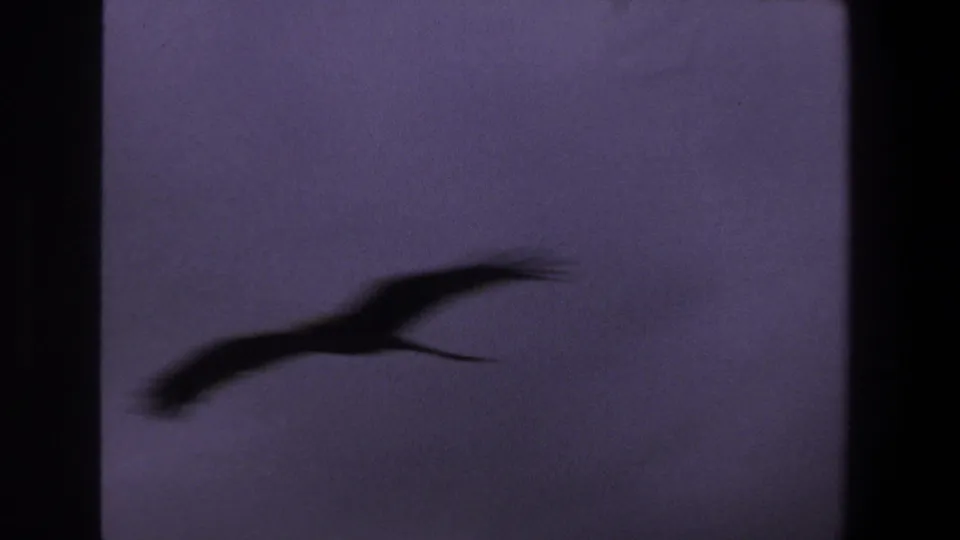 The bird passes across the sky in a blurred silhouette, with 8mm grain and dark vertical borders visible.