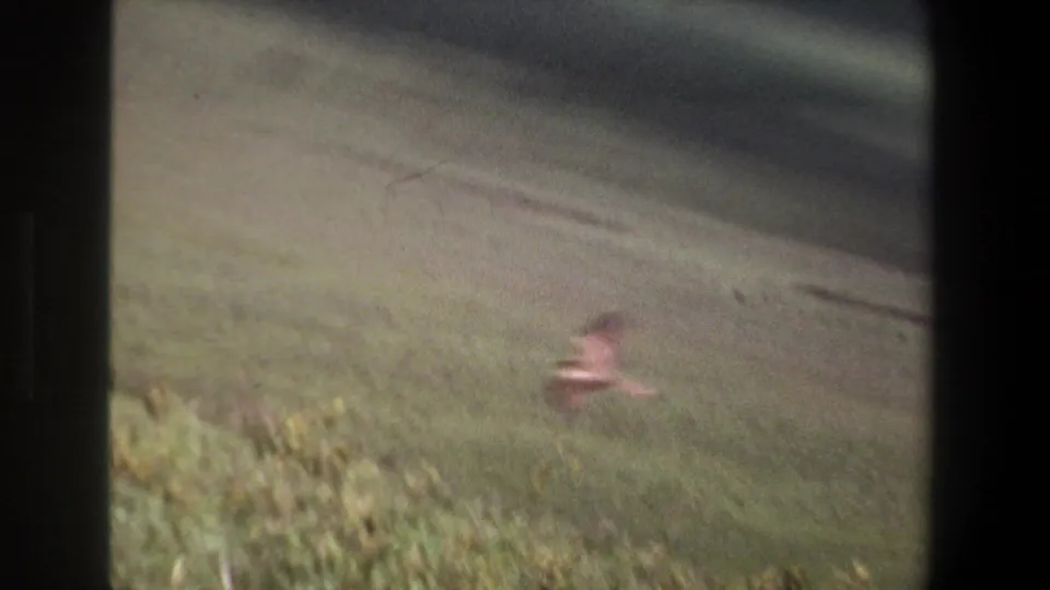 The view opens to a grassy field near Pretoria, with a blurred bird low in frame and a tree-lined slope beyond.
