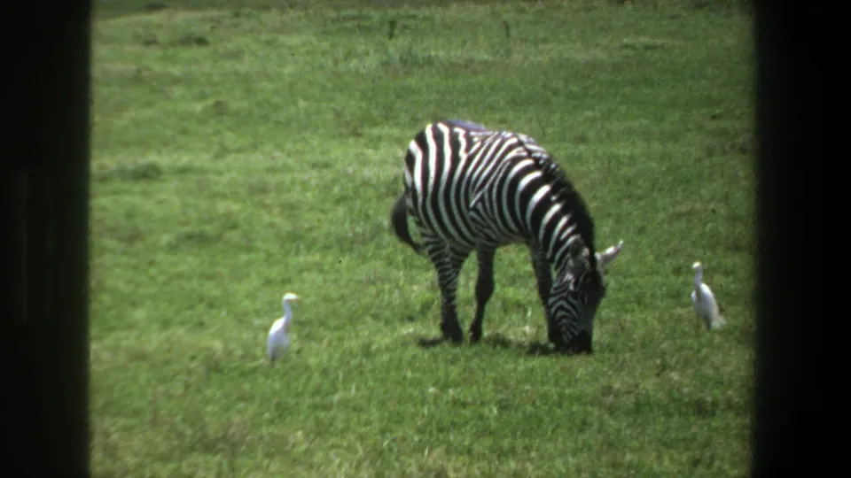 1969 Pretoria-area 8mm footage shows a zebra grazing in open grassland with two white birds nearby, likely cattle egrets.