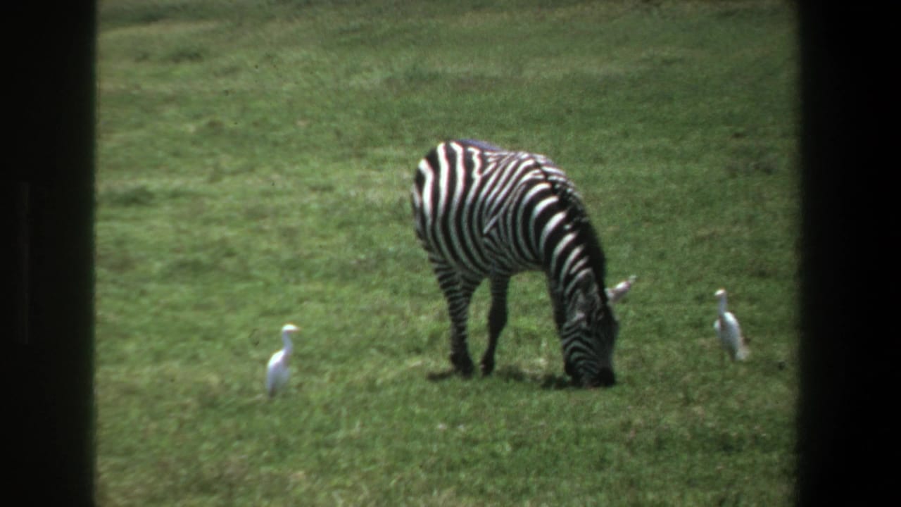 1969 Pretoria home-movie frame showing a zebra grazing in grass while two white birds stand nearby.