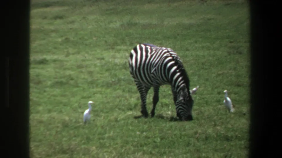 1969 Pretoria home-movie frame showing a zebra grazing in grass while two white birds stand nearby.