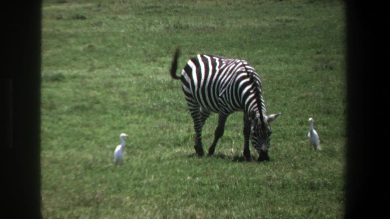 1969 Pretoria wildlife frame with a zebra feeding in grass and two white birds spaced behind and beside it.