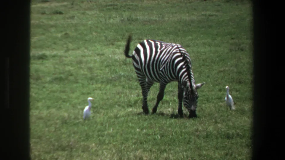 1969 Pretoria wildlife frame with a zebra feeding in grass and two white birds spaced behind and beside it.