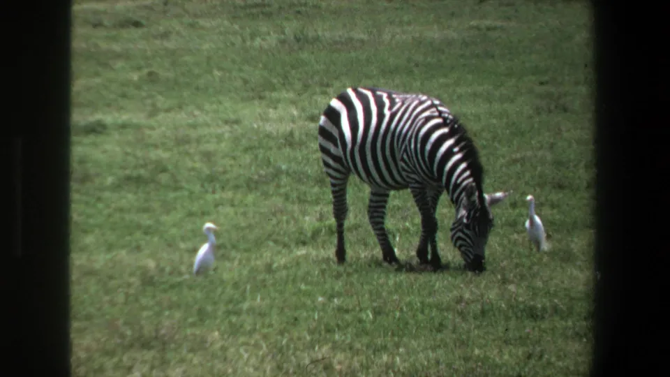 Pretoria 1969 8mm frame showing a zebra grazing between two white birds in a green field.