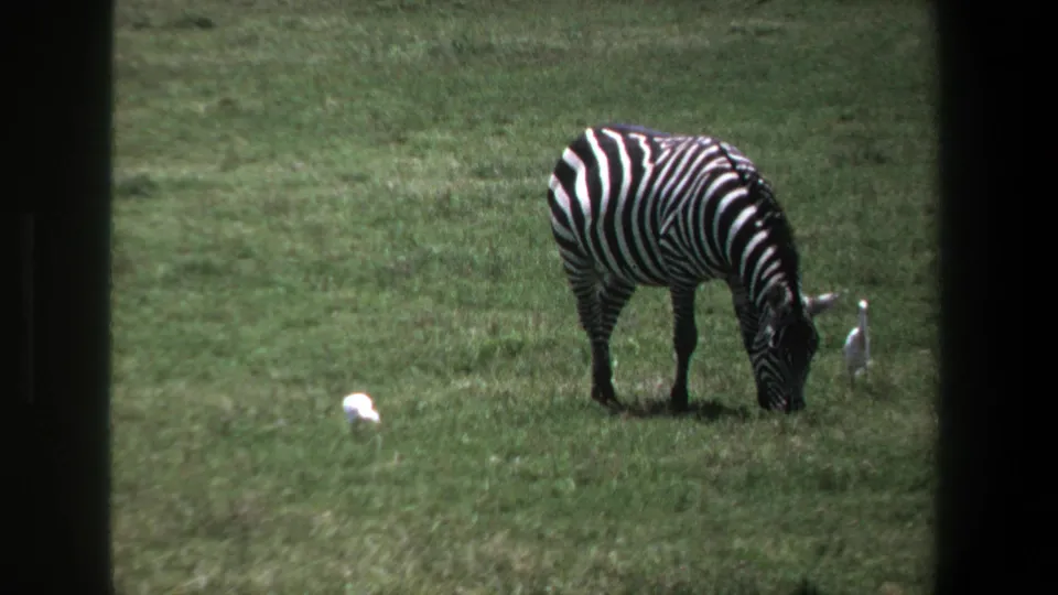 1969 Pretoria home-movie frame of a zebra grazing near white birds in a grassy field, seen through dark framing.
