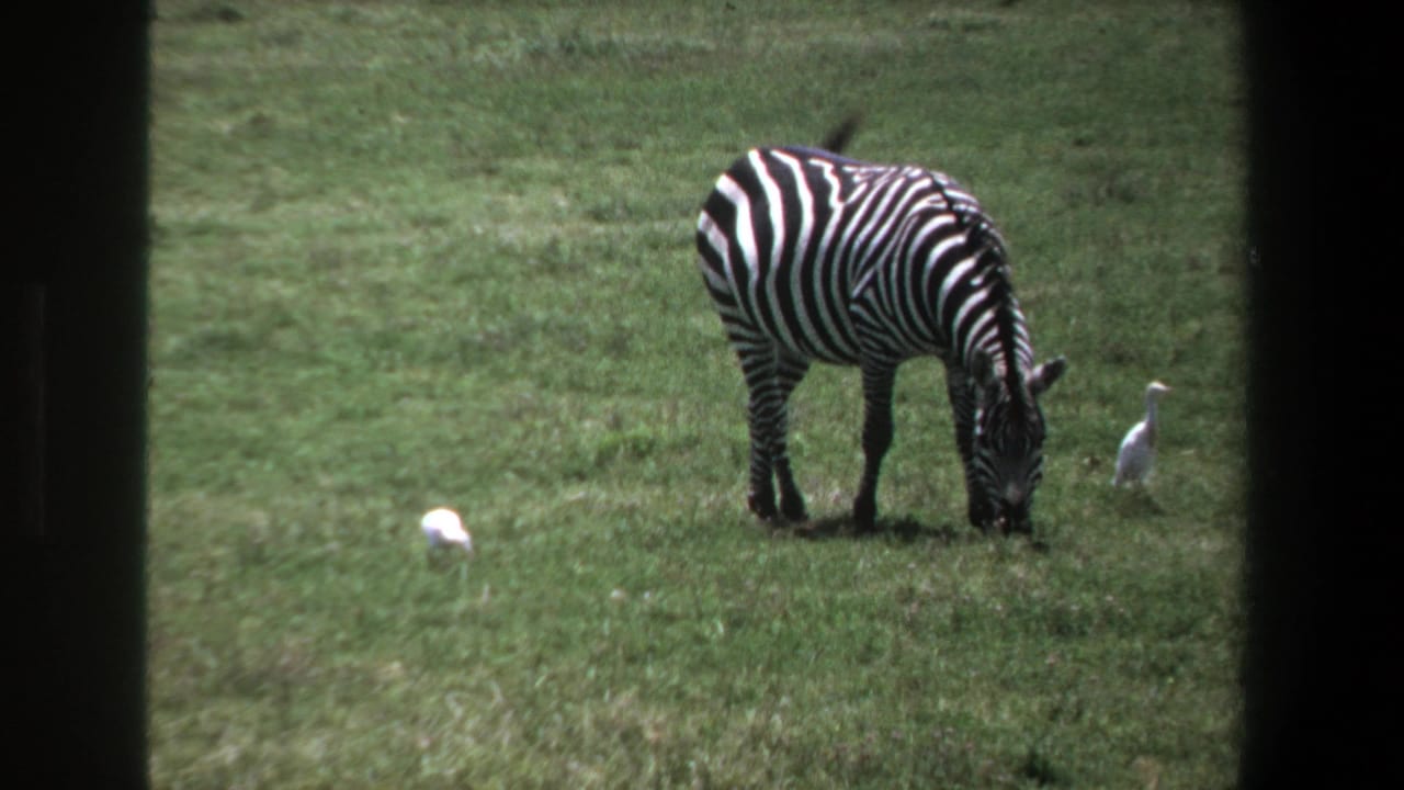 1969 Pretoria 8mm frame showing a zebra grazing in grass with white birds nearby and distant animals across the field.