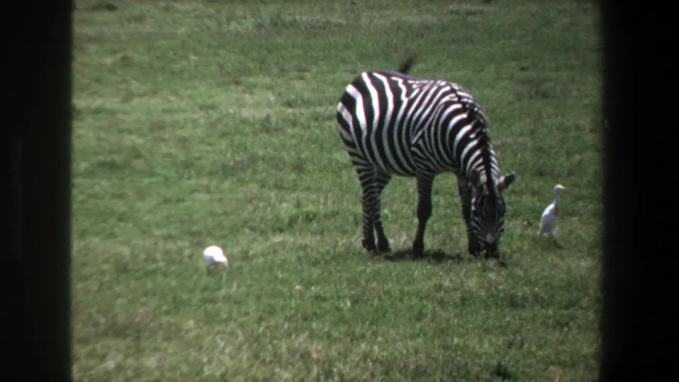 1969 Pretoria 8mm frame showing a zebra grazing in grass with white birds nearby and distant animals across the field.