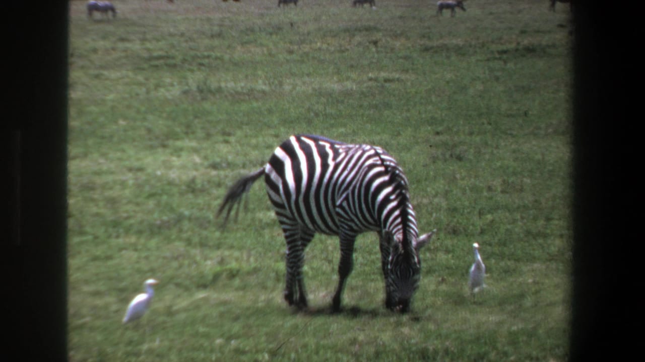 1969 Pretoria home-movie frame with a zebra feeding in open grassland as two white birds stand close by.