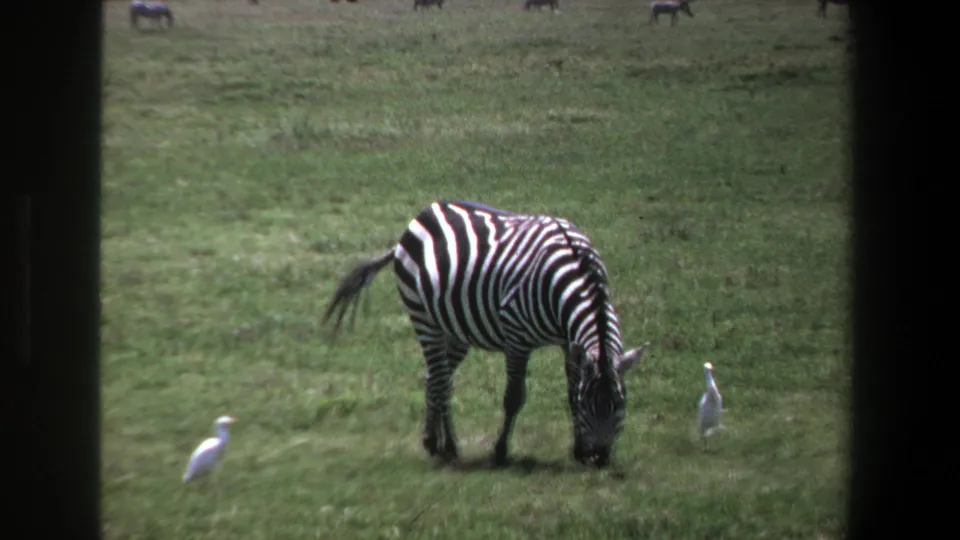 1969 Pretoria home-movie frame with a zebra feeding in open grassland as two white birds stand close by.
