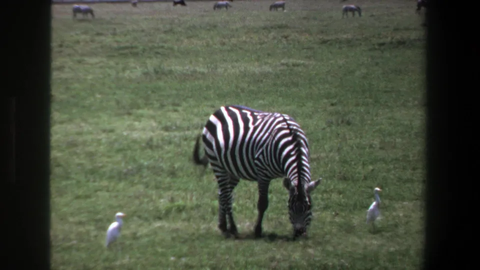 1969 Pretoria 8mm frame showing a zebra feeding in a grassy field, with white birds and distant animals behind it.