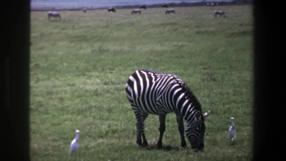 1969 Pretoria 8mm frame of a zebra grazing with two white birds nearby and distant animals across the grassland.