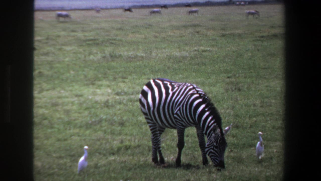 1969 Pretoria home-movie frame showing a zebra grazing on open grass with white birds nearby and distant animals in the background.
