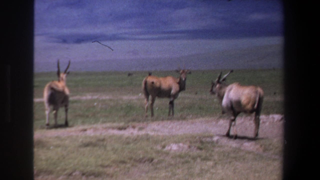Horned antelope standing on open grassland under a blue sky.