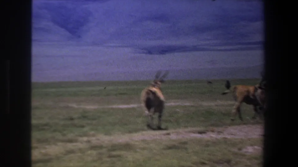 1969 Pretoria home-movie frame with horned antelope or gazelle moving across a grassy plain, softened by handheld 8mm focus.
